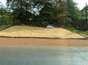 s&eacute;chage du riz en bordure de route