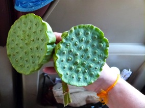 d&eacute;gustation de fleur de lotus dans le bus