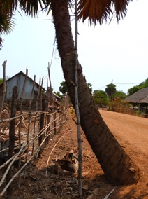escalier pour grimper dans l'arbre pour aller chercher les noix de coco &hellip;