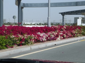 de beaux massifs de fleurs bordent la rue qui m&egrave;ne ...