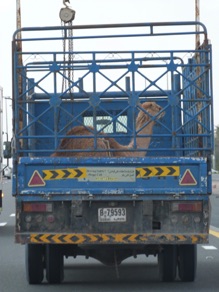 transport d'animaux