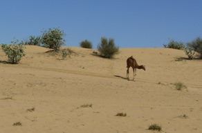 Promenade dans le d&eacute;sert