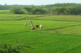 rizi&egrave;res