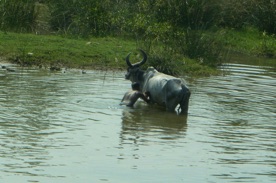 lavage de la vache