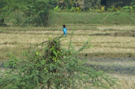 un bel oiseau