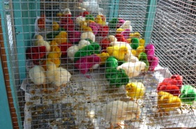 Marché aux oiseaux Marché aux oiseaux