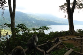 Macaques dans la forêt d'Alas Ketadon Macaques dans la forêt d'Alas Ketadon