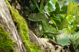 un caméléon un caméléon