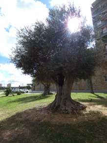 BRINDISI