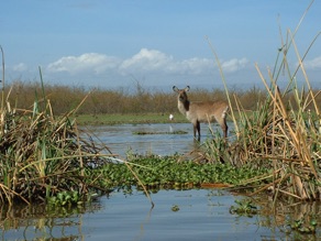 Kob des roseaux