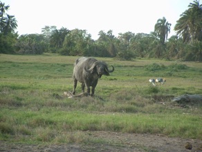 buffle