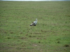 aigle serpentaire