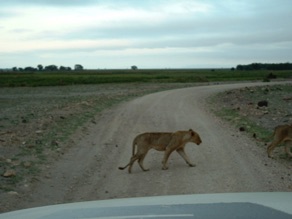 lionne