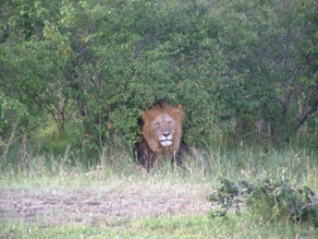 le roi de la jungle