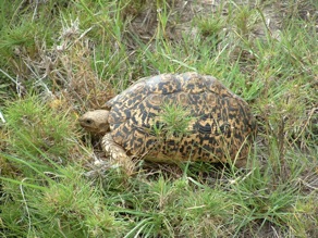 tortue