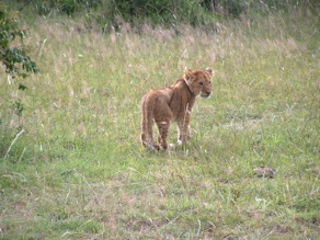 lionceau