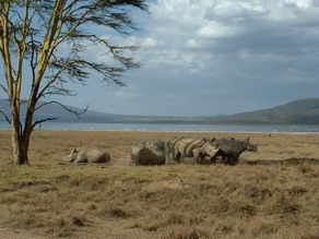 Lac Nakuru : rhinoc&eacute;ros blancs