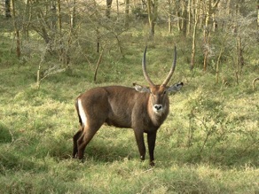 Kob
