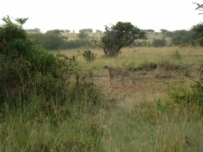 gu&eacute;pard