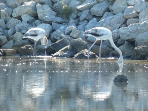 jeunes flamants