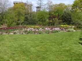 LA ROSERAIE : pour l'instant ce sont des tulipes qui sont en fleur !!