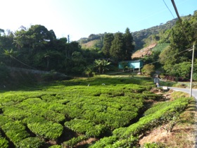 Etendues de plantations de th&eacute;