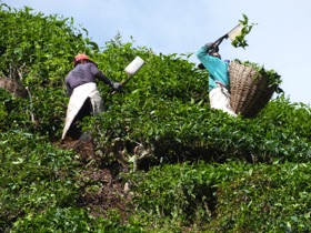 Ramassage du th&eacute;