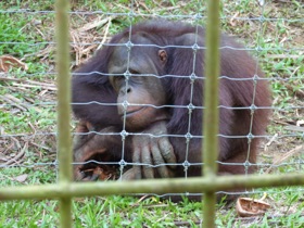d'orangs outangs