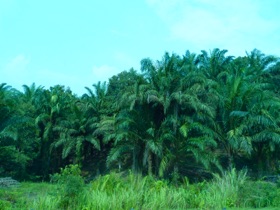 plantations de palmiers &agrave; perte de vue &hellip;.