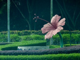 l'hibiscus, fleur embl&egrave;me