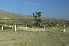 route bord&eacute;e de cactus