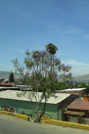 les jacarandas sont en fleurs