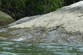 on y aper&ccedil;oit des crocodiles