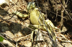 des iguanes sont &eacute;galement sur les berges