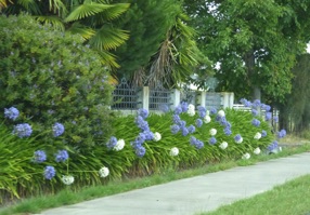 et toujours des routes bordées d'agapanthes et toujours des routes bordées d'agapanthes