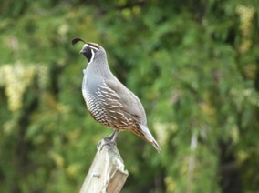 un pigeon de Californie