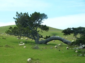 un bel arbre ....