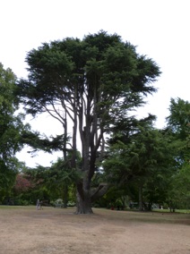 les arbres sont immenses !!!