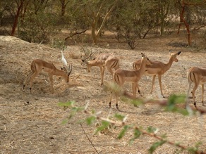 Palaos
