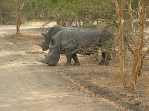 Rhinoc&eacute;ros