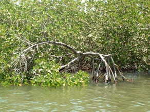 la mangrove &hellip;