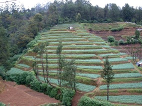 SRI LANKA : hauts plateaux du centre d' &icirc;le
(2010)