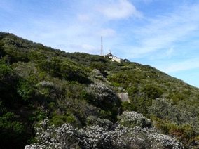 AFRIQUE DU SUD : 
r&eacute;gion florale du Cap
(2004)