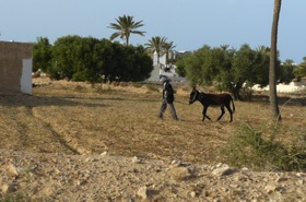 un agriculteur et son &acirc;ne