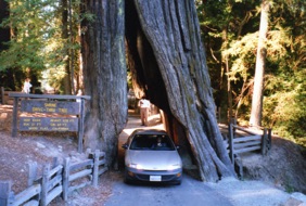 Sarine Drive-Thru Tree (vous reconnaissez la conductrice ?)