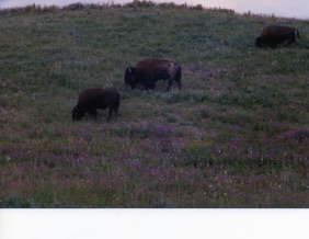 bisons en libert&eacute;, dangereux contrairement aux apparences &hellip;.