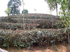 culture du th&eacute;