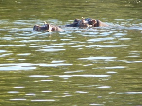 Hippopotames