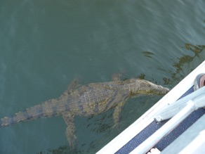 ce crocodile s'approche du bateau