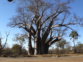 baobab g&eacute;ant